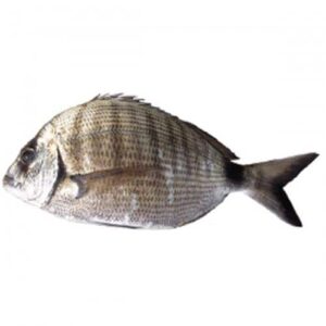 شرغو 500g